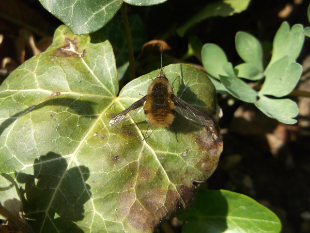 Bombylius major - szegélyes pöszörlégy