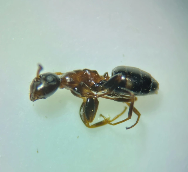 Colobopsis truncata - kapushangya