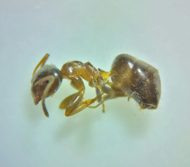 Lasius brunneus - rozsdáshátú feketehangya