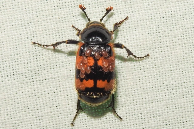 Nicrophorus vespillo - közönséges temetőbogár