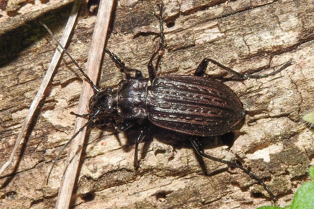 Carabus granulatus - mezei futrinka