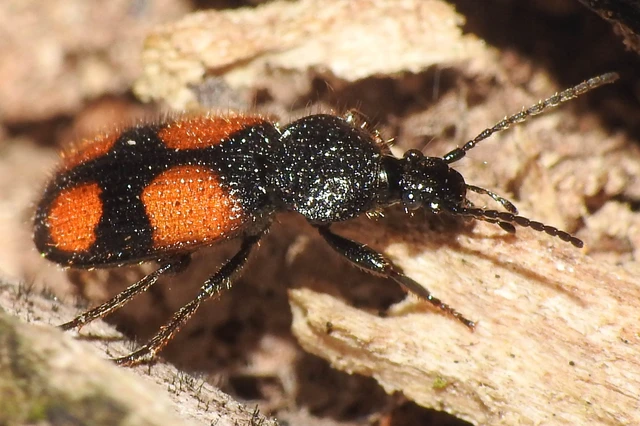Panagaeus bipustulatus - kis keresztesfutó