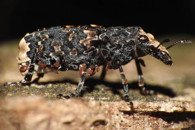 Platyrhinus resinosus - nagy orrosbogár