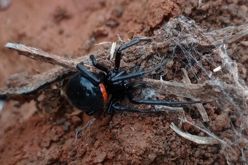 Steatoda paykulliana