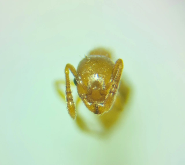Temnothorax crassispinus - gubacslakó kéreghangya