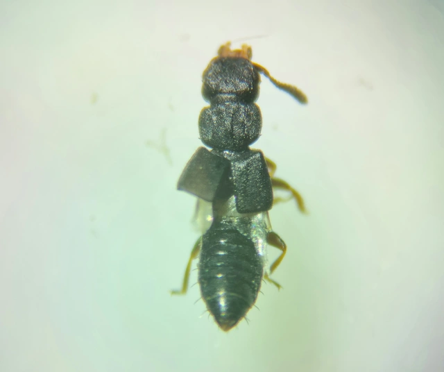 Anotylus affinis