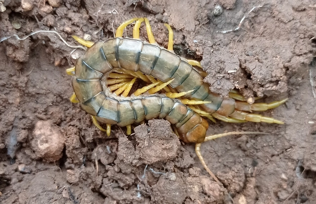 Chilopoda - Százlábúak