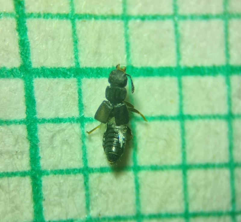 Anotylus affinis