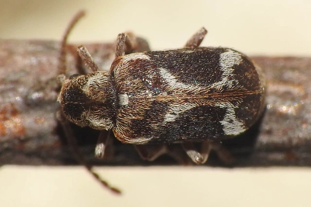 Ptinomorphus imperialis - díszes álszú