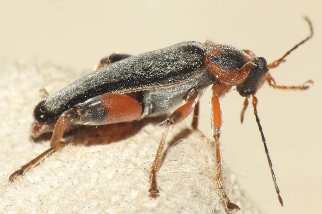 Osphya bipunctata - kétalakú komorka