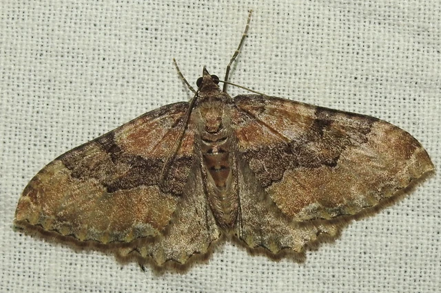 Hydria cervinalis - őzbarna araszoló
