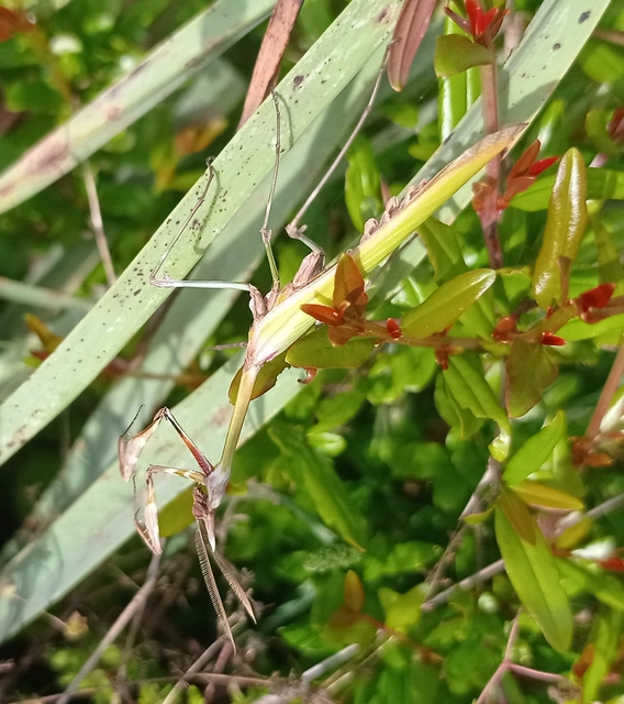 Empusa fasciata