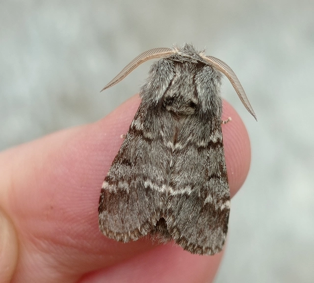 Drymonia ruficornis - cserfa-púposszövő