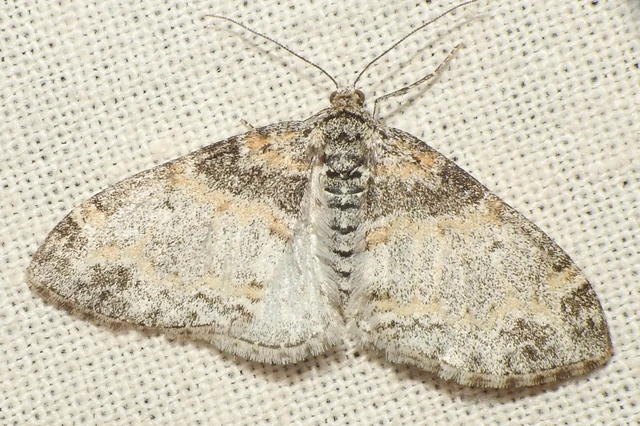 Lobophora halterata - szárnyfüggelékes araszoló