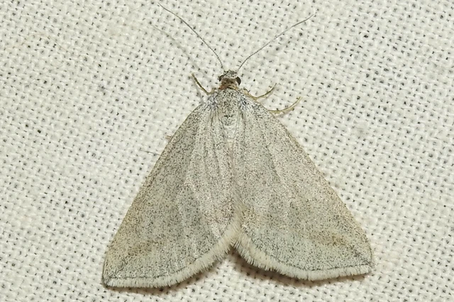 Lithostege griseata - szürke araszoló