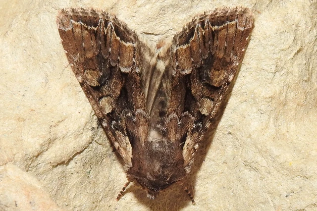 Lacanobia thalassina - borbolya-kertibagoly