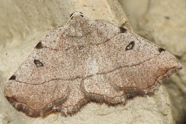 Eilicrinia trinotata - háromjegyű araszoló