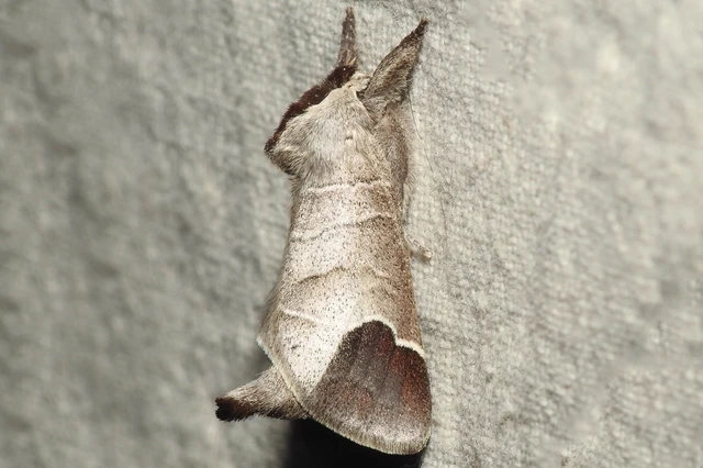 Clostera curtula - rövidszárnyú levélszövő