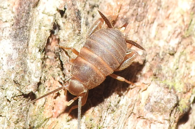 Myrmecophilus