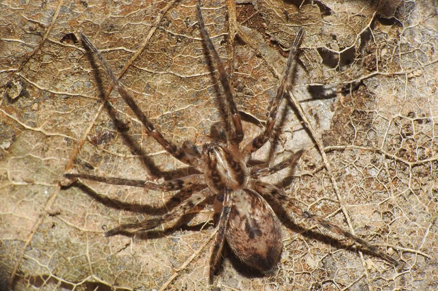 Anyphaena accentuata - jegyespók