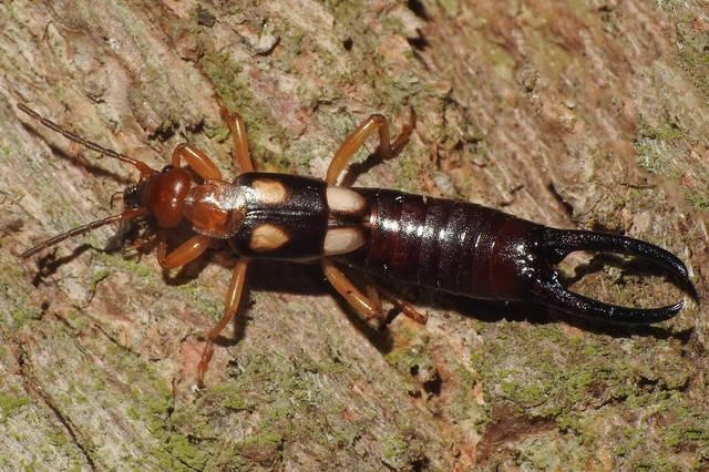 Forficula smyrnensis - szmirnai fülbemászó