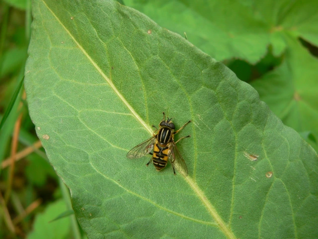 Helophilus pendulus - közönséges mocsárilégy