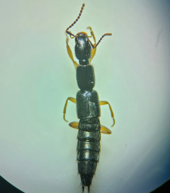 Ochthephilum fracticorne - közönséges posványholyva