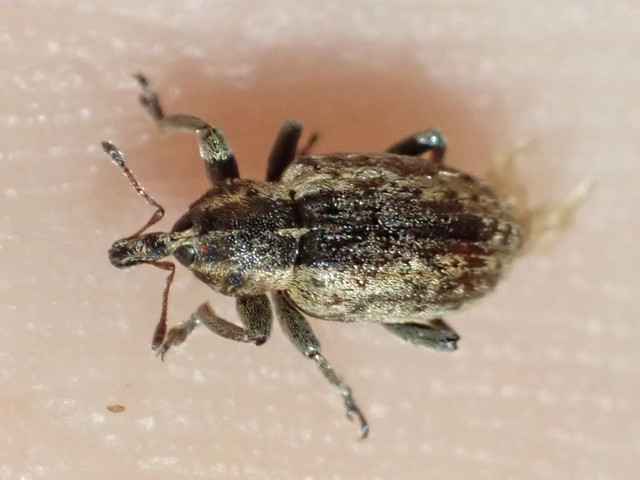Hypera postica - lucerna-pikkelyesormányos