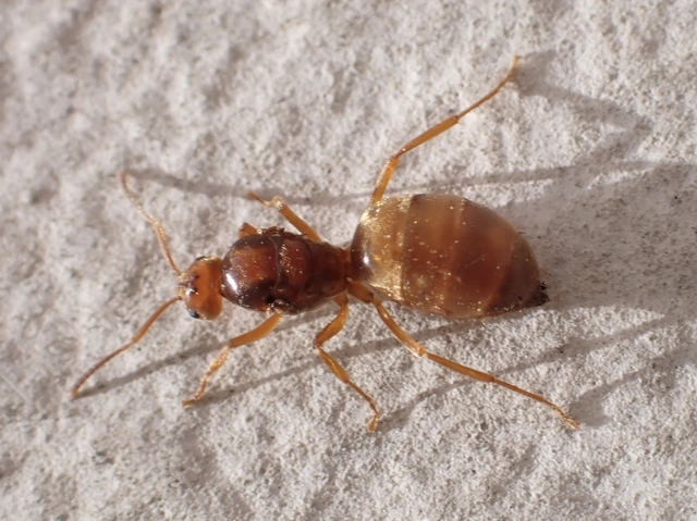 Prenolepis nitens - ragyogóhangya