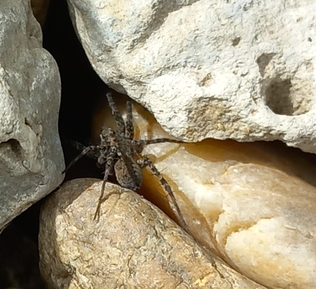 Pardosa