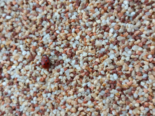 Gonioctena fornicata - közönséges lucernabogár Gonioctena fornicata - közönséges lucernabogár