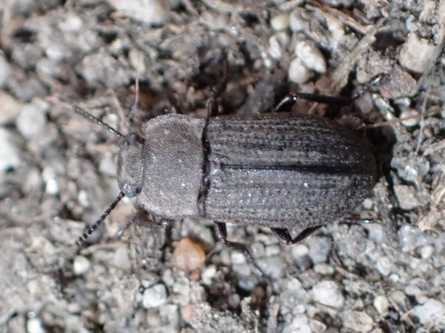 Gonocephalum granulatum pusillum