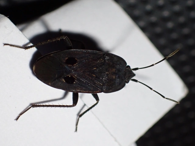 Graptopeltus validus