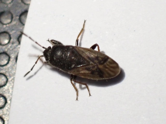 Megalonotus
