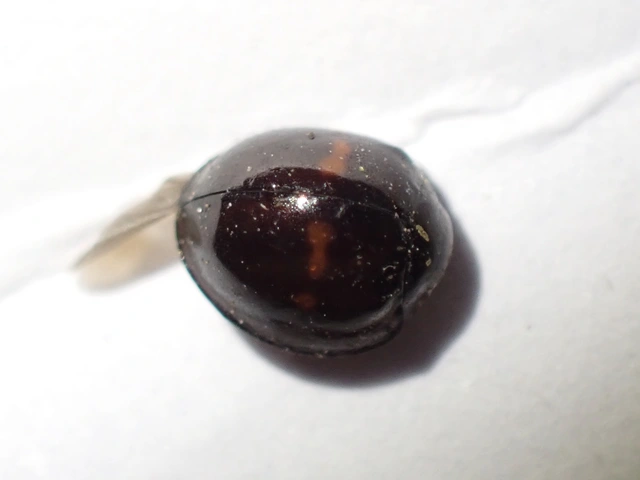 Chilocorus bipustulatus - szalagos szerecsenkata