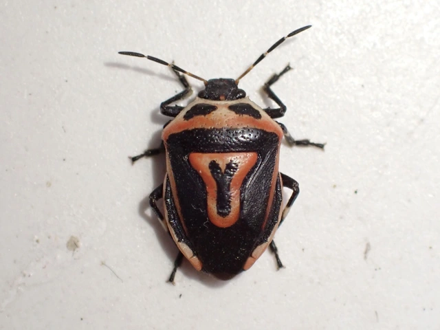 Perillus bioculatus
