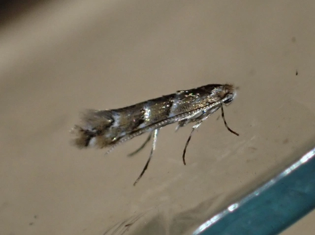 Cameraria ohridella - vadgesztenye-sátorosmoly