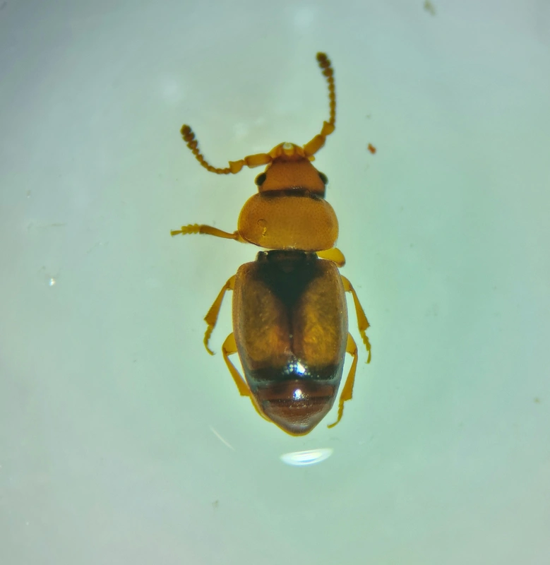 Kateretes pedicularius - sárga álfénybogár