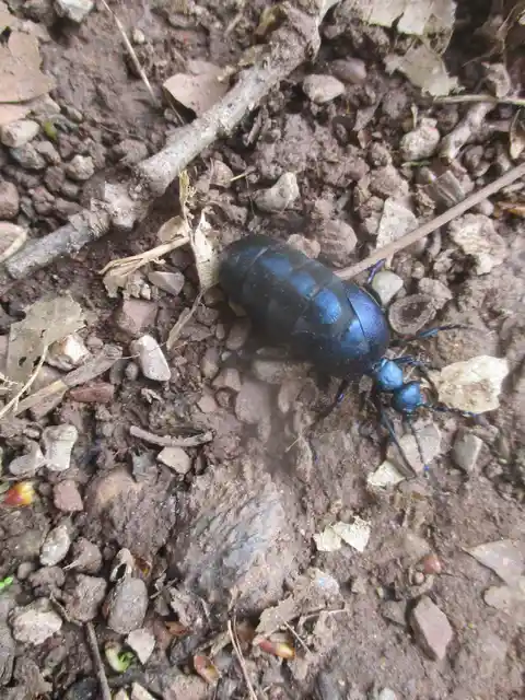Meloe violaceus - kék nünüke
