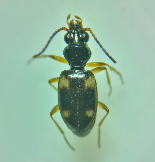 Bembidion quadrimaculatum - négyfoltos gyorsfutó
