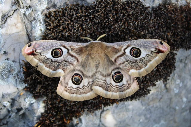 Saturnia pavoniella/pavonia