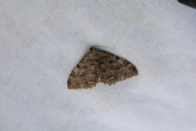 Hydria cervinalis - őzbarna araszoló