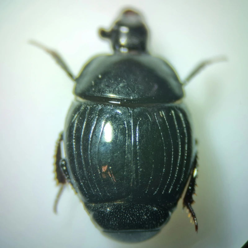 Margarinotus marginatus