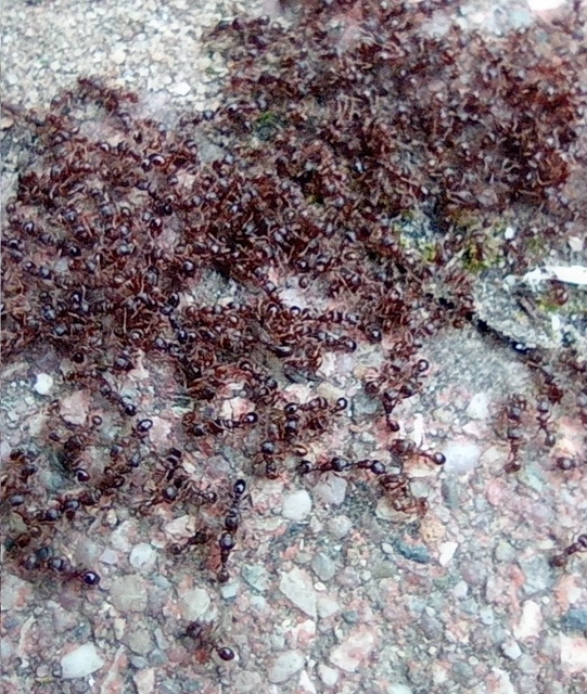Tetramorium