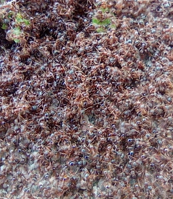 Tetramorium
