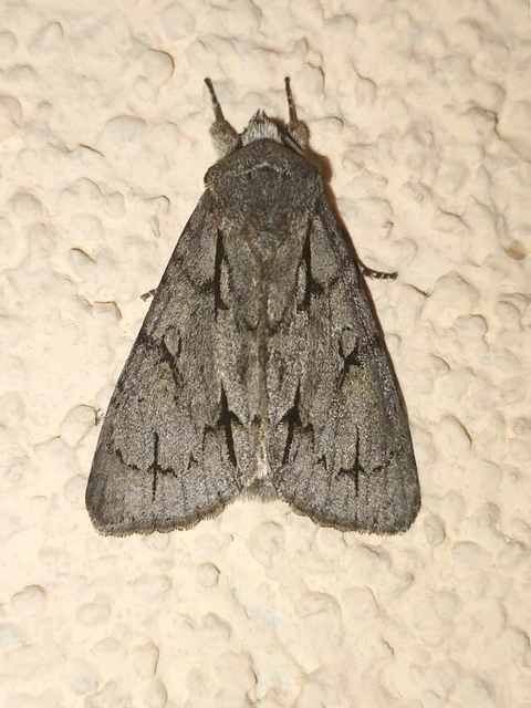 Acronicta cuspis/tridens/psi