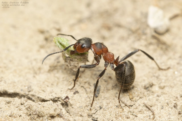 Formica pratensis - réti vöröshangya