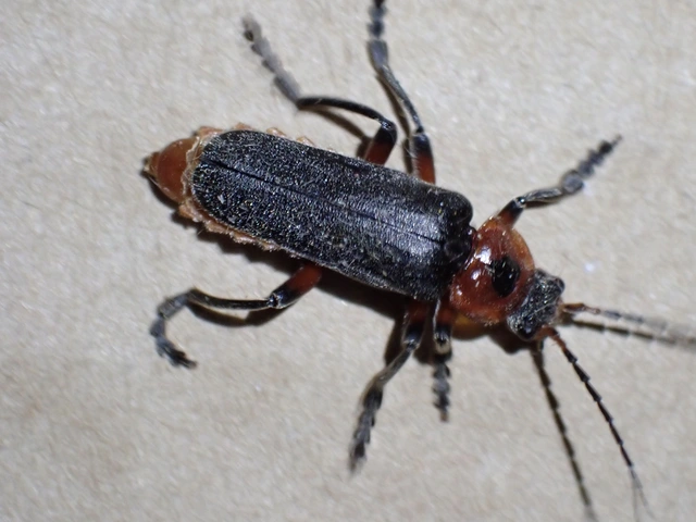 Cantharis rustica - suszterbogár