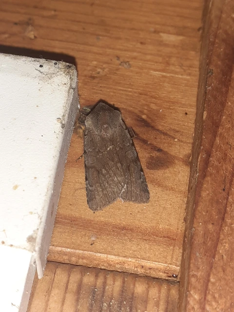 Cerastis rubricosa - vörhenyes tavaszibagoly