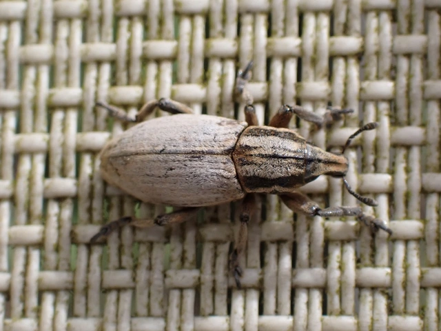 Pseudocleonus cinereus - hamvas barkó